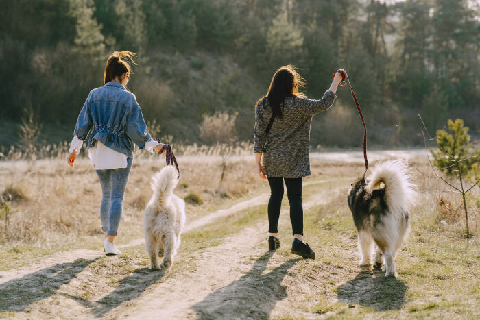 two-stylish-girls-sunny-field-with-dogs (1).jpg