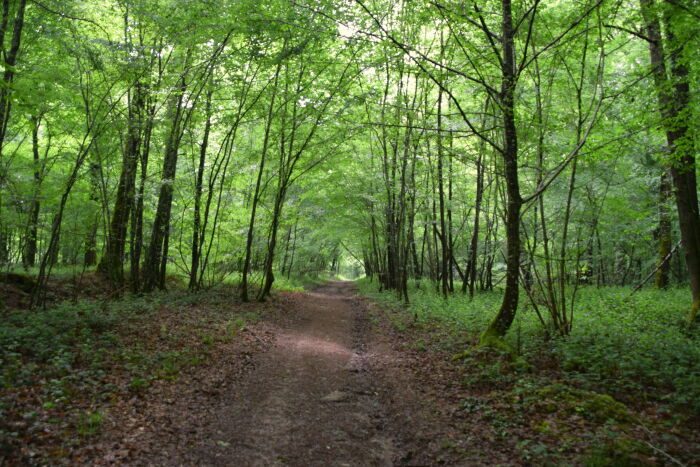 Forêt. CP Abre Cnudde (2) (1).JPG