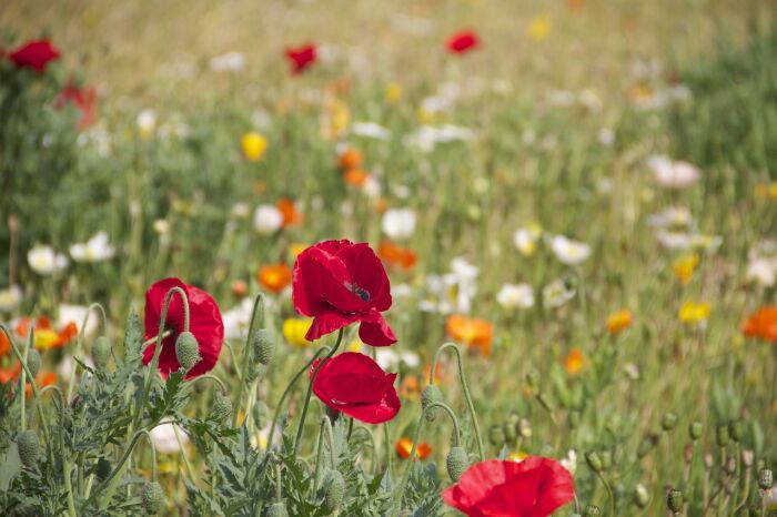 poppies-199099_1280.jpg