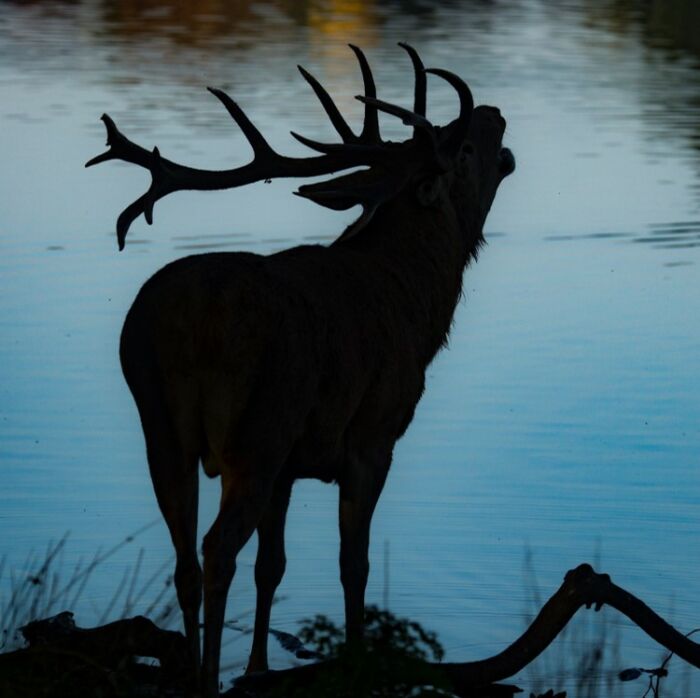 Brame du cerf - PnrFO.jpg