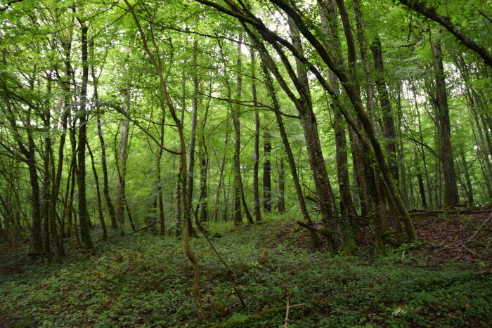 Forêt. CP Abre Cnudde (1).JPG