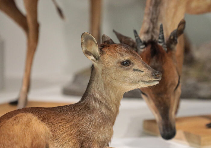 Muséum d’Histoire naturelle – Abbaye Saint-Loup