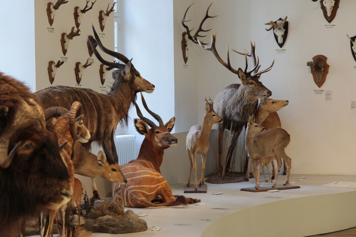 Muséum d’Histoire naturelle – Abbaye Saint-Loup