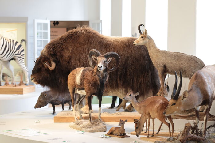 Muséum d’Histoire naturelle – Abbaye Saint-Loup