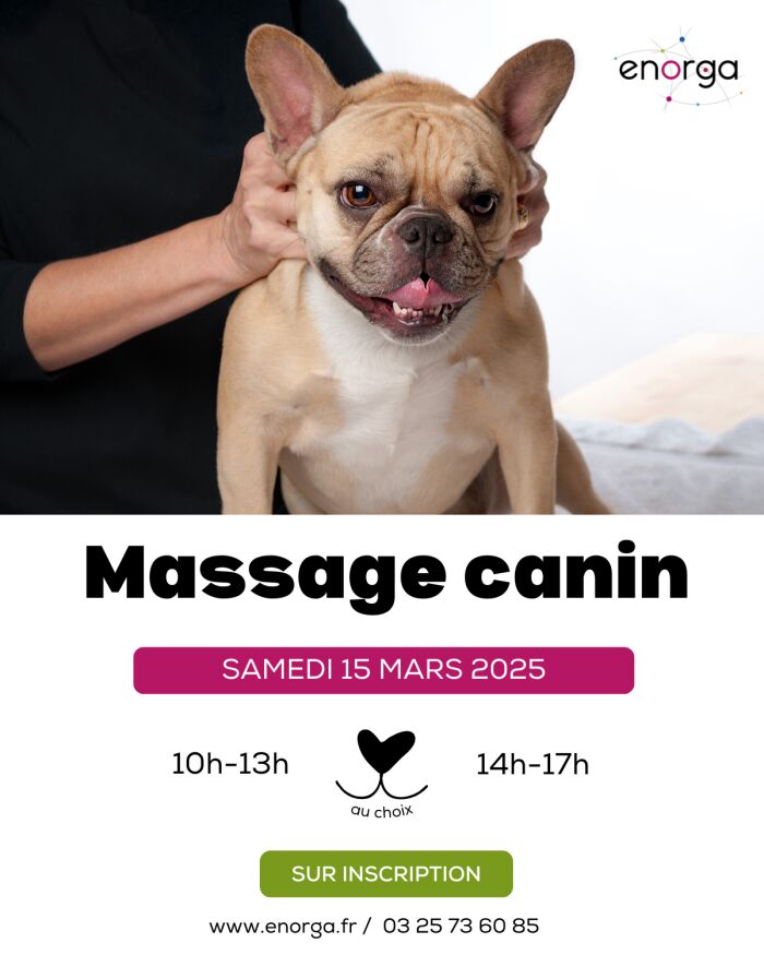 Massage canin : techniques simples pour le bien-être de votre chien