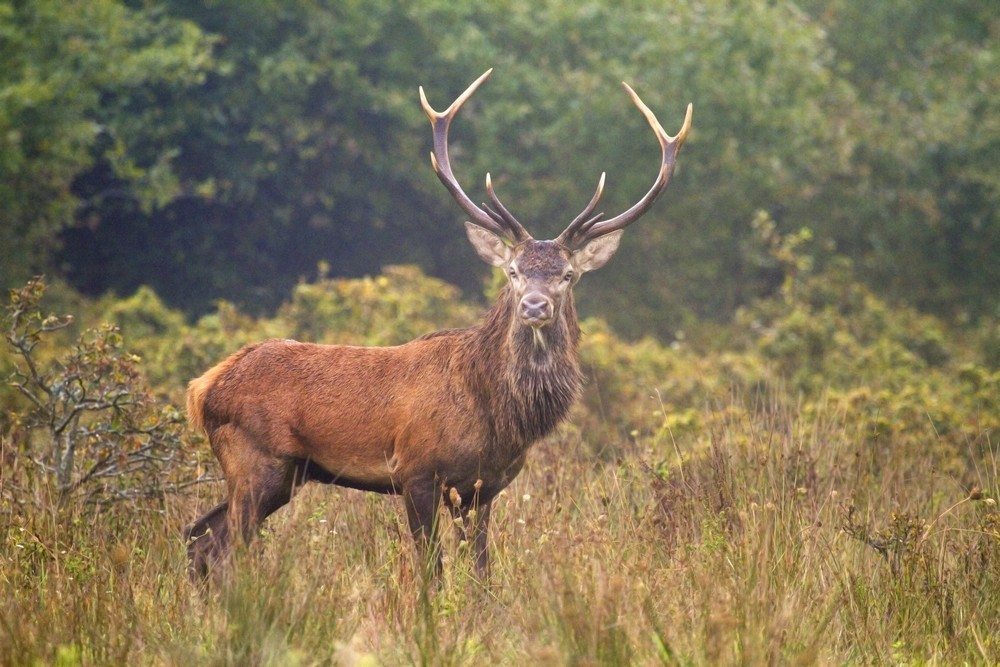 A La Rencontre Du Brame Du Cerf Aube En Champagne