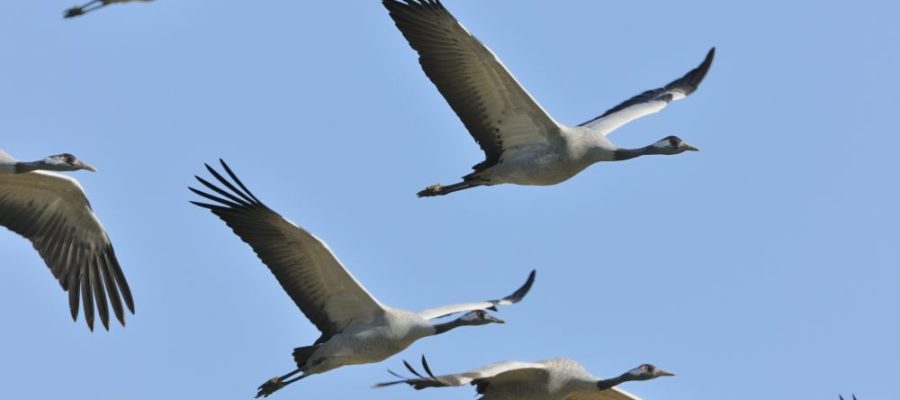 Sortie Observation Des Oiseaux Sur Les Lacs De La Forêt D