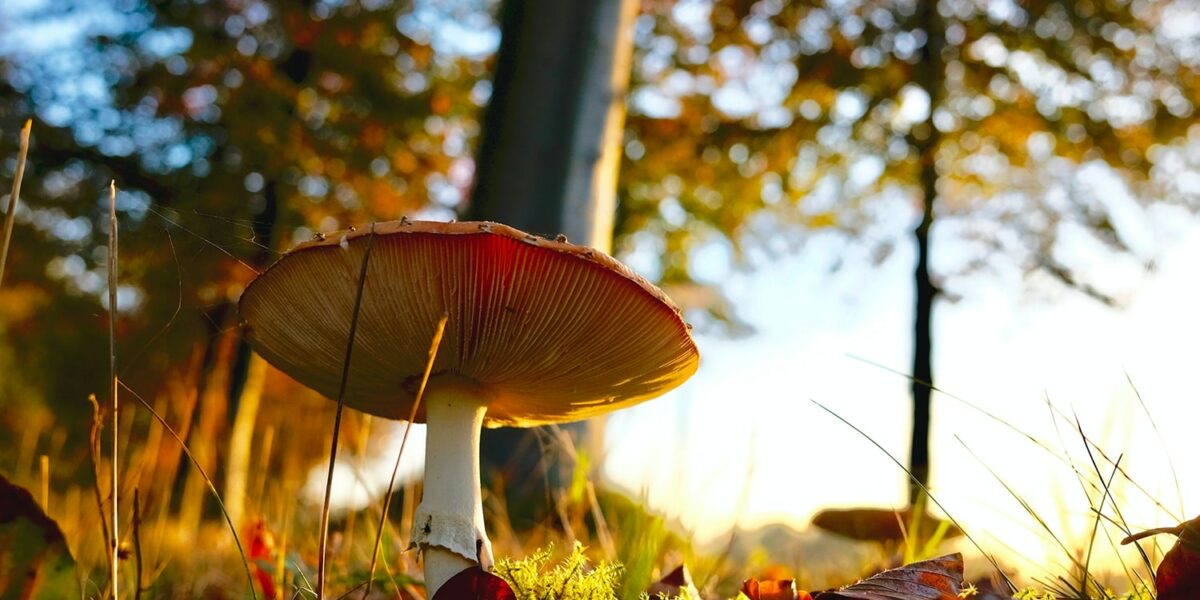 Cueillette Champignons Aube