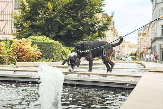 Couple avec chien à Troyes 24 - © ARTGE - Pierre Defontaine